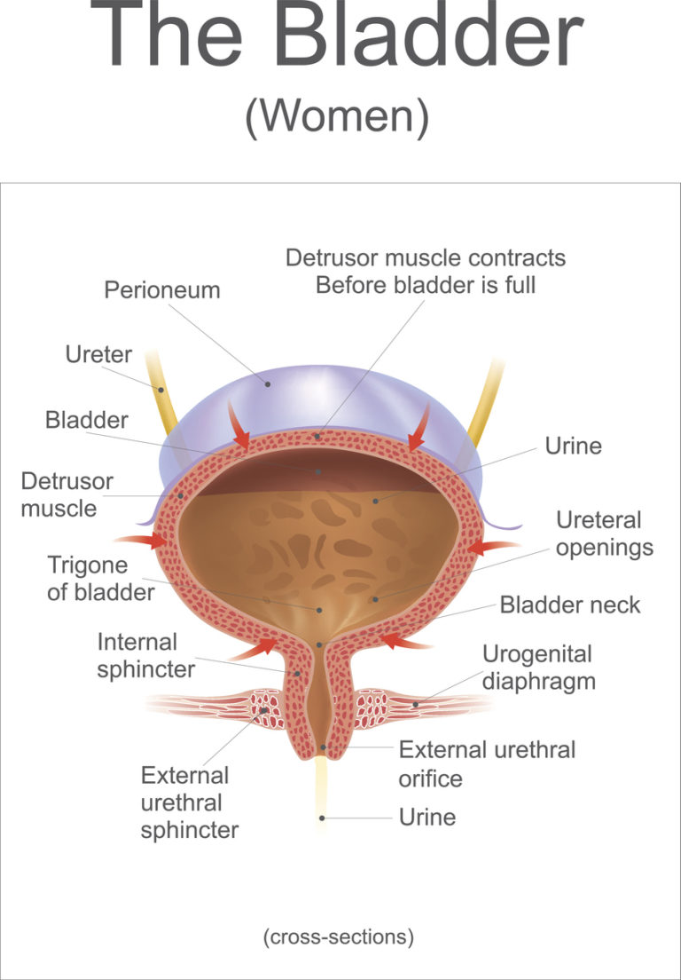 bladder-health-physio-retreat