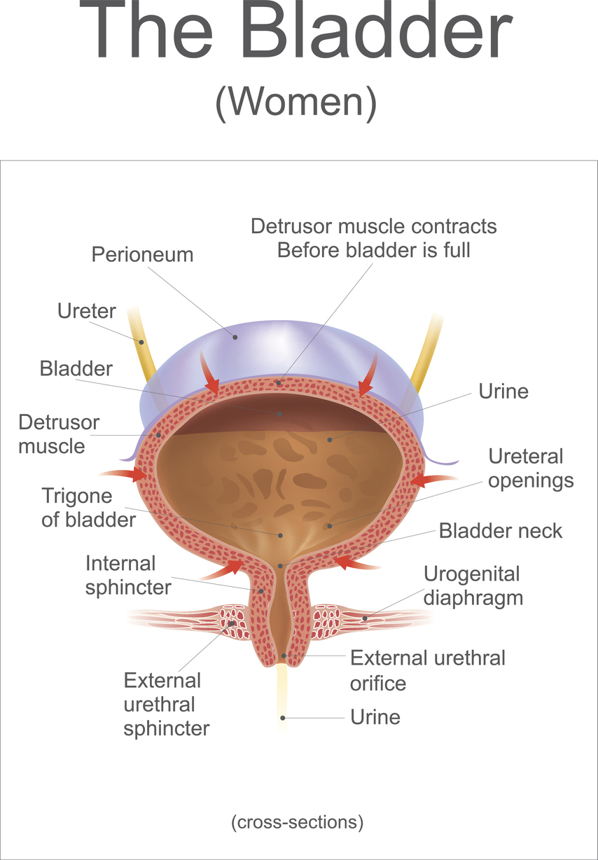 wandering bladder meaning